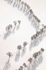 Luftbild von Baumreihen im Schnee